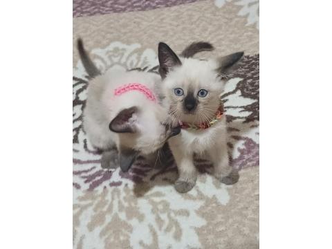 Safkan Siyam Kedisi Yavruları