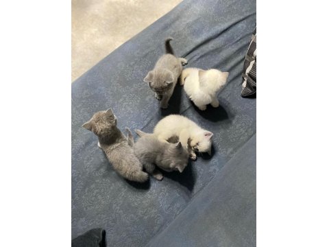2 Aylık British Shorthair Yavrular