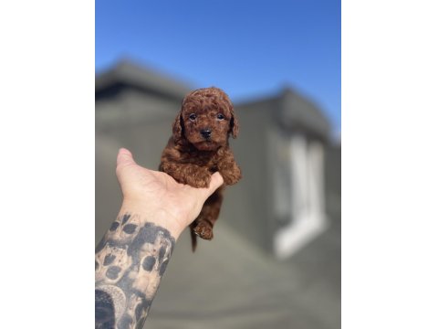 Red Brown Toy Poodle Yavruları
