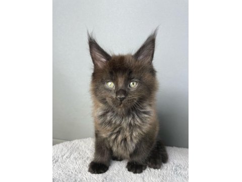 Safkan Maine Coon 03.03.2025 Doğumlu