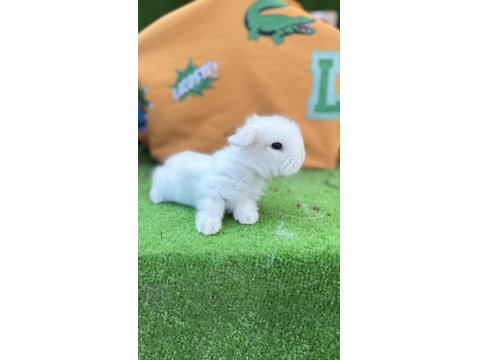 Hollanda Teddy Lop Tavşanlar