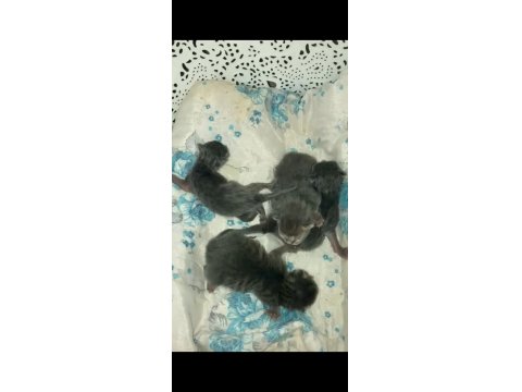 Yavru Kediler Kırık Kulak