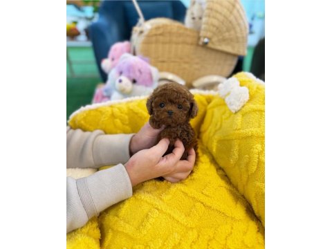 Aşılı Toy Poodle Yavrularımız