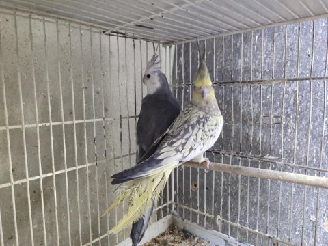 Tek Veya Çift Sultan Papağanları