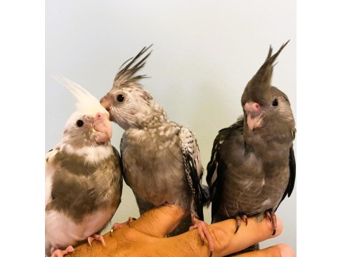 Yavru Sultan Papağanları Full Evcil Yeme Düşmüş Wf White