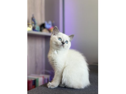 Lynx British Shorthair Bebekler