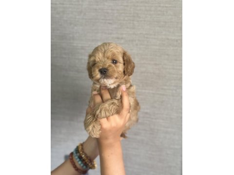 Ev Ortamında Büyüyen Maltipoo Yavrular