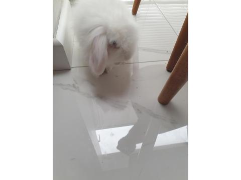 4 Aylık Beyaz Tavşan Lokum Tadında