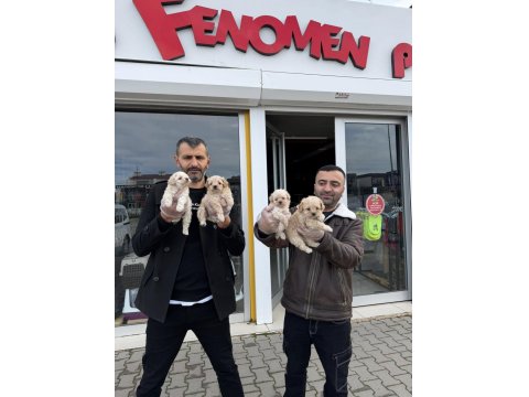 En Güzel Maltipoo Yavruları Ankara Mağazamızda Canlı Görün