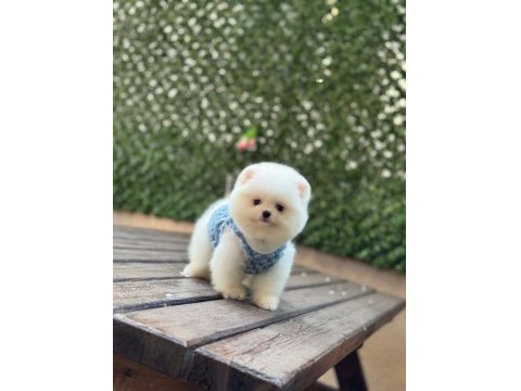 Üst Kalite Pomeranian Yavrular
