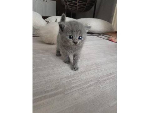 Gümüş Kardeş Kediler