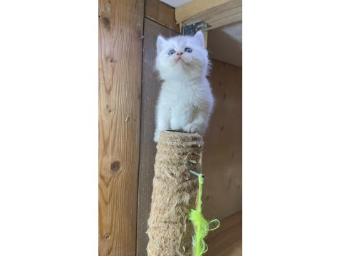 British Longhair Golden Point Dişi