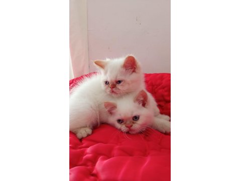 İran Kedisi 2 Aylık Yavrular