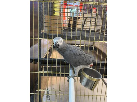 Genç Eğitime Açık Jako Papağanı