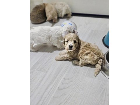 Rezerveye Açık Maltipoo Yavrularımız