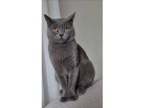 Kısırlaştırılmış Ücretsiz British Shorthair Erkek