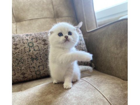 Irk Garantili Scottish Fold Shorthair Silver Bebeğimiz