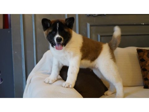 %100 American Akita Yavruları