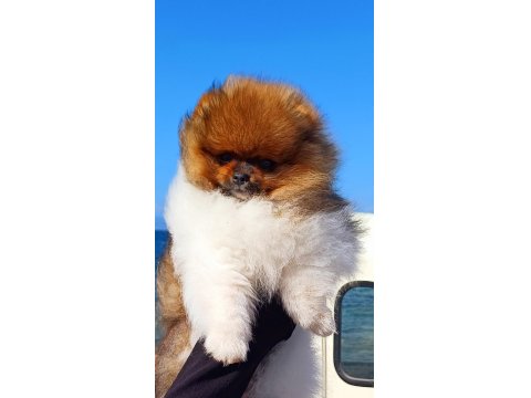 Muhteşem Ve Nadir Renkli Pomeranian