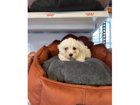 Teacup Maltese Terrier Yavrularımız