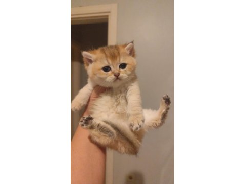 Ny11 Golden British Shorthair Erkek Bebek