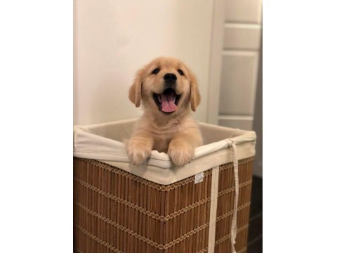 Sevimli Golden Retriever 2 Aylık Köpekler