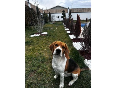 2 Yaşında Safkan Beagle