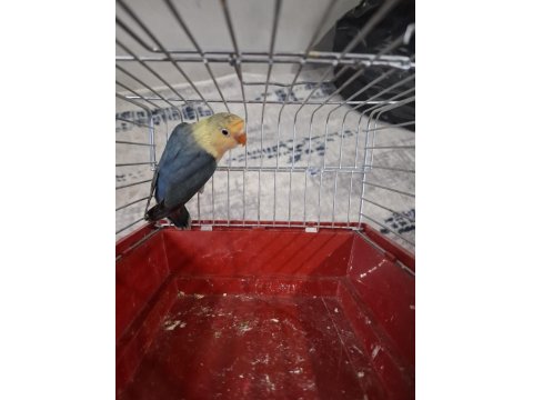 Cennet Yavru El Besleme İsteyene Hazır Takım Olarak