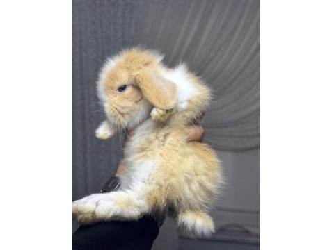 Hollanda Cüce Ve Mini Lop Tavşanlar Her İşe Gönderilir