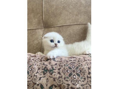 Full Şecereli Anne Babanın Scottish Fold Bebeği
