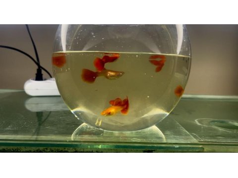 Lepistes Full Red Albino