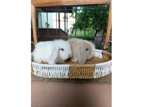 Orjinal Hollanda Teddy Lop Tavşanı Yavrular
