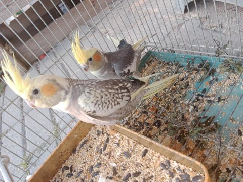 Yavru Sultan Papağanlar