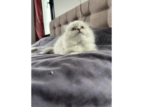 Bayram Şekerleri Kediler (Redpoint Ve Golden Point)