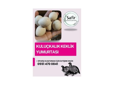 Kuluçkalık Keklik Yumurtası