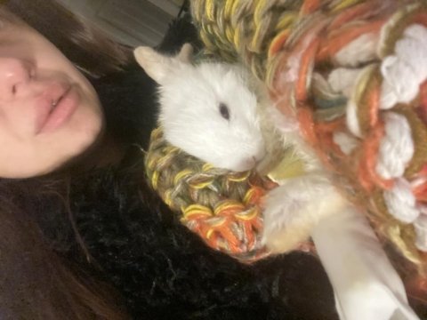 Camdan Aşağı Atılan Yavru Tavşan