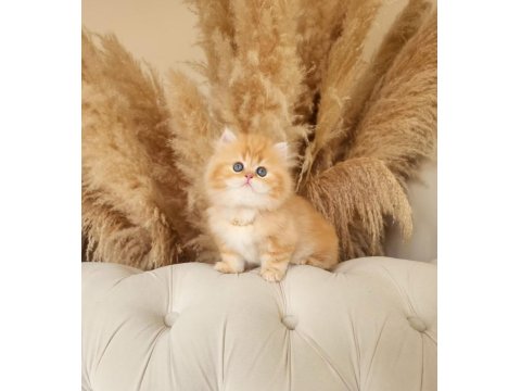 Dünya Tatlısı Saf Kan Golden British Longhair