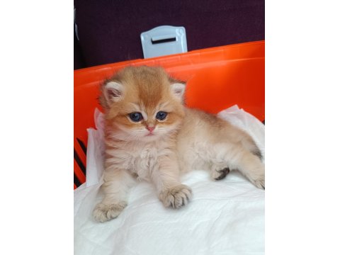 Muhteşem Güzellikte Golden Ve Silver British Yavrular