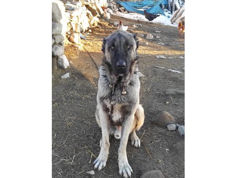 Sivas'tan Has Kangal Köpeği Yavrular