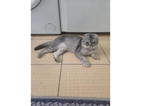 Scottish Fold Çiftleşme