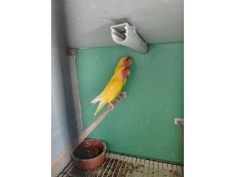 Kırmız Göz Sevda Papağanı Takım