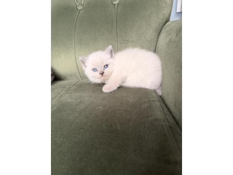 Point British Shorthair Yavrular