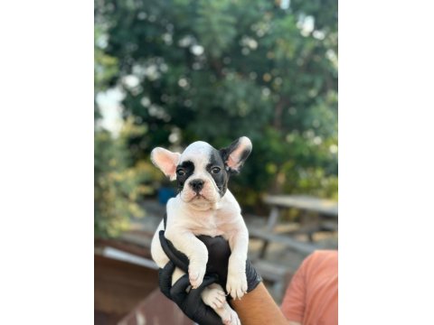Aa+ Kalite French Bulldog