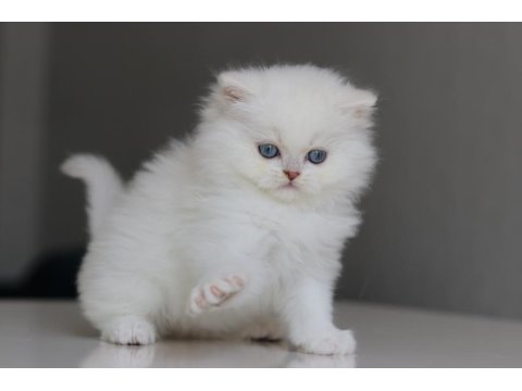 Full Şecereli Babadan Teslime Hazır Erkek British Longhair