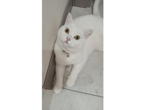 British Shorthair Acil Ücretsiz Sahiplendirilecektir