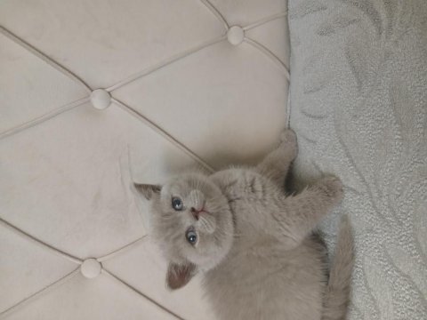 Son Kalan Safkan Orjinal Dişi British Shorthair Yavrum