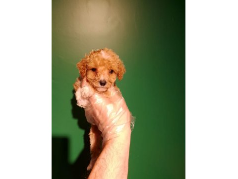 Sevimli Maltipoo Yavrusu Köpeğimiz