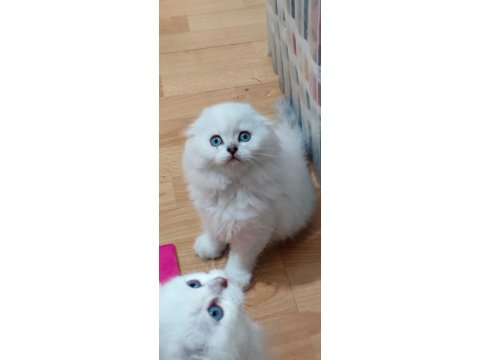 Scottish Fold Longhair Dişi