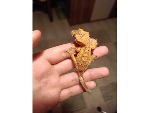 Yellow Dalmatian Crested Gecko