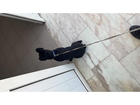 5 Aylık Uysal Yavru French Bulldog